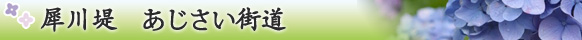 犀川堤 あじさい街道