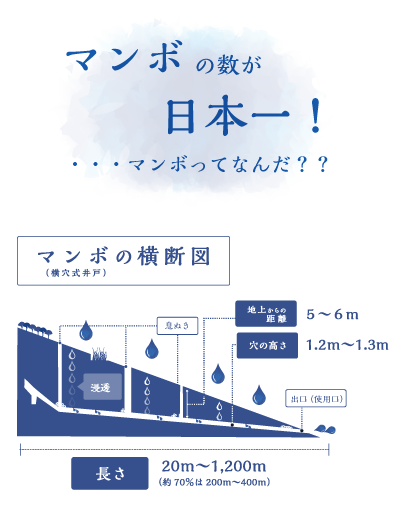 マンボの数が日本一　マンボってなんだ？