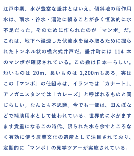 マンボの数が日本一　マンボってなんだ？