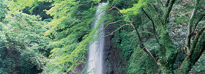 養老の滝