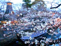 水門川2 水門川2